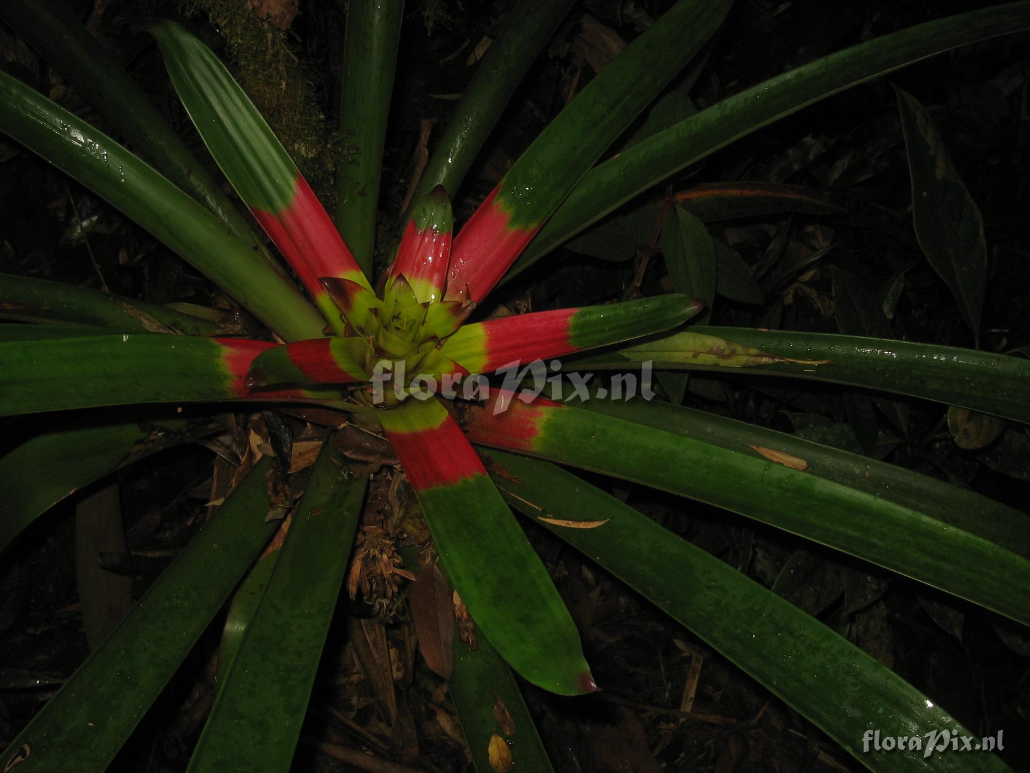 Guzmania squarrosa (Mez & Sodiro) L.B. Smith & Pittd.