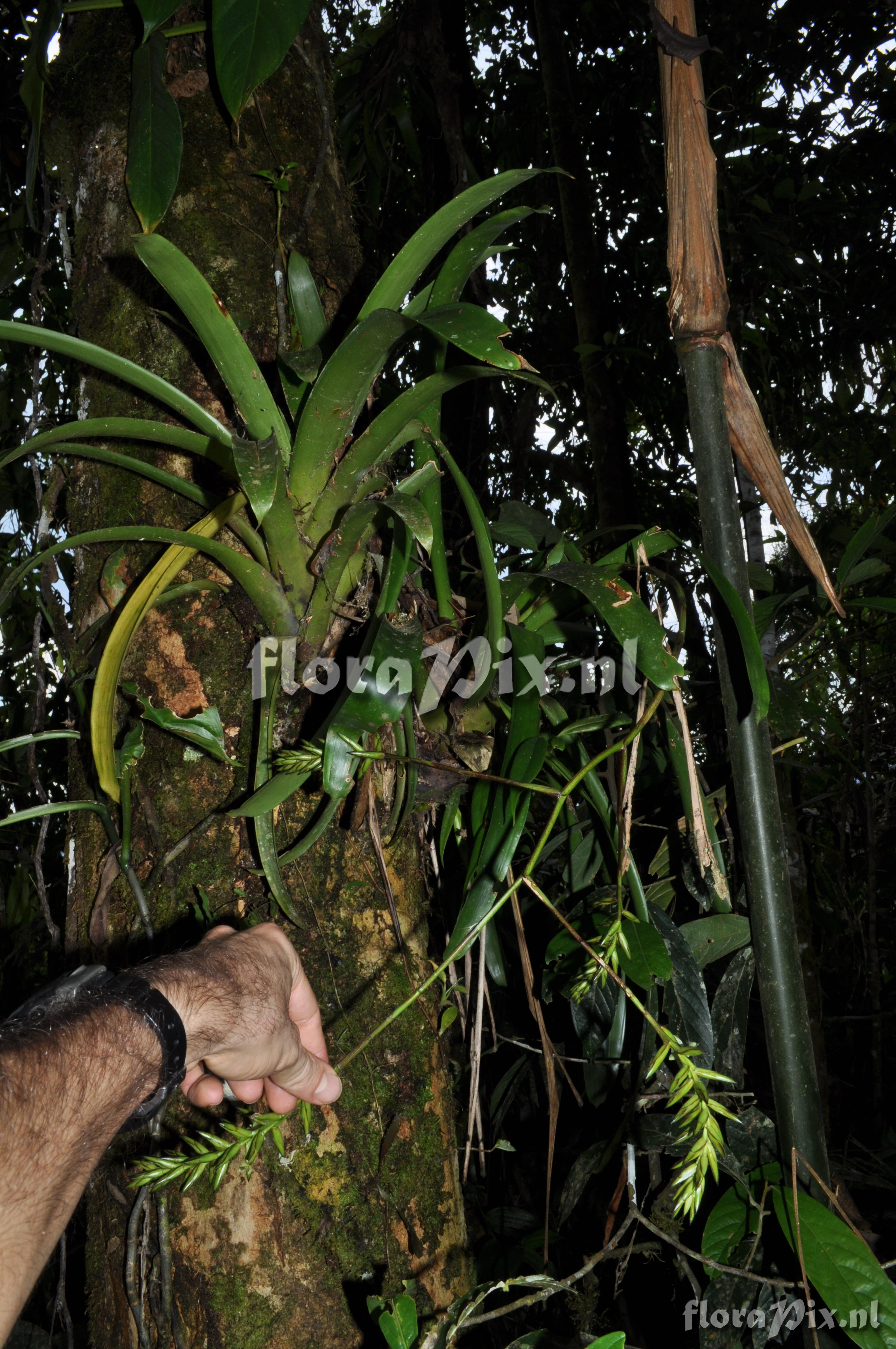 Guzmania roezlii (E. Morren) Mez