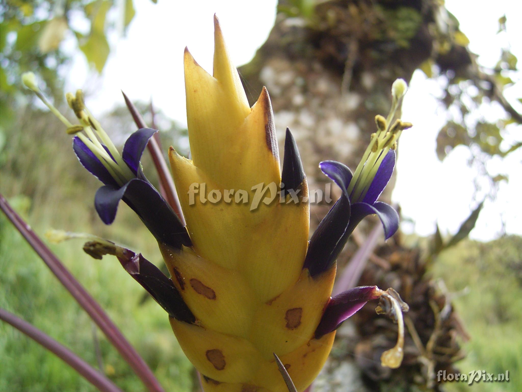 Vriesea cathcartii H. Luther