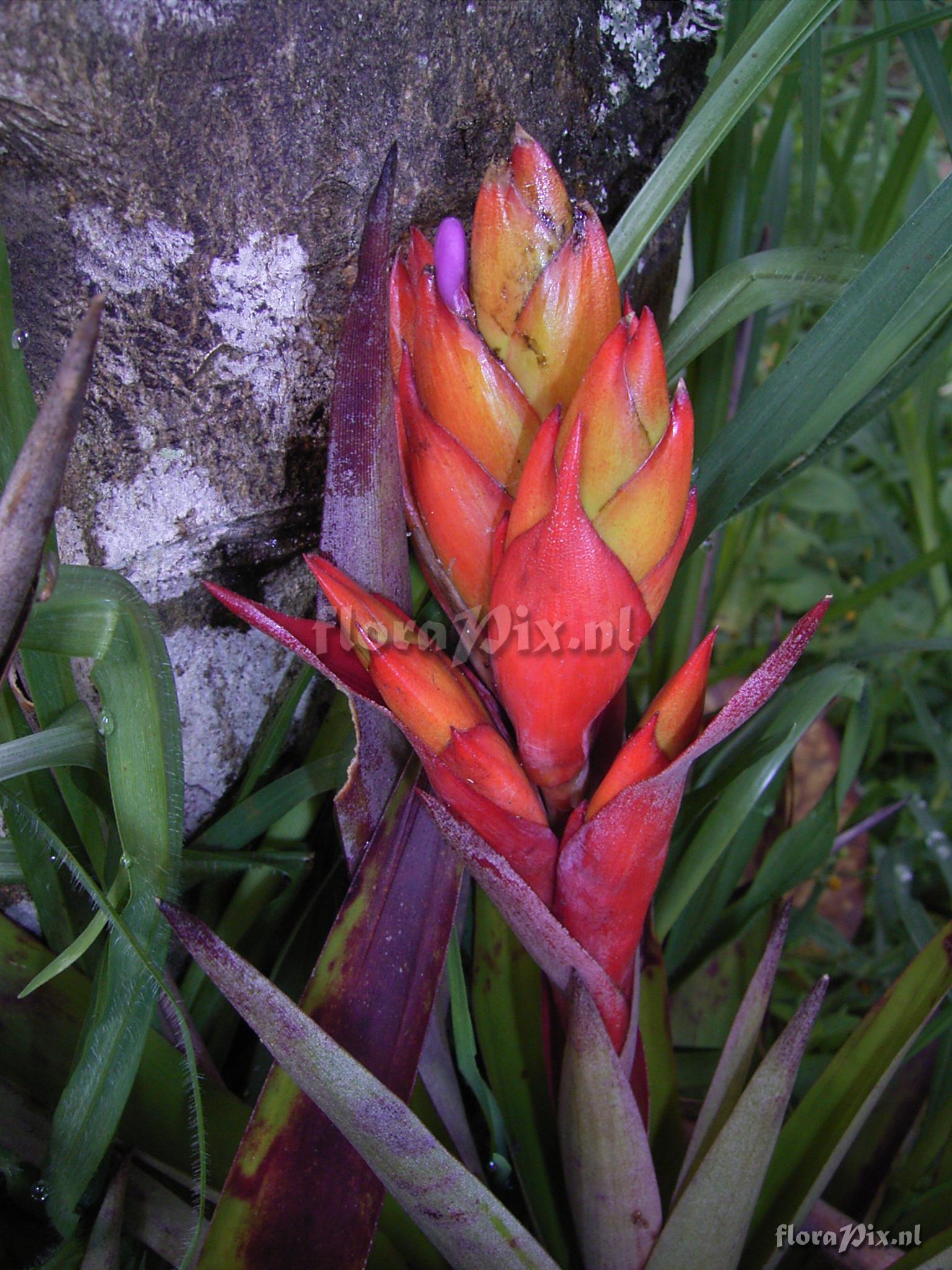 Tillandsia confinis L.B. Sm.