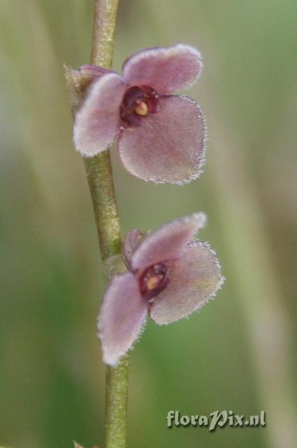 Stelis argentata