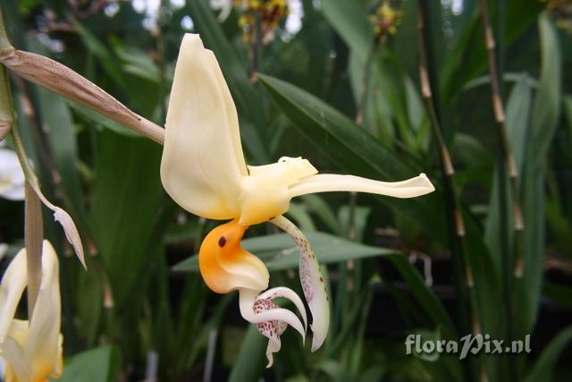 Stanhopea frymirei