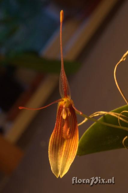 Restrepia trichoglossa