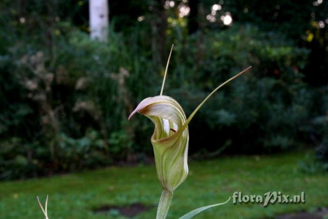 Pterostylis x fursillata