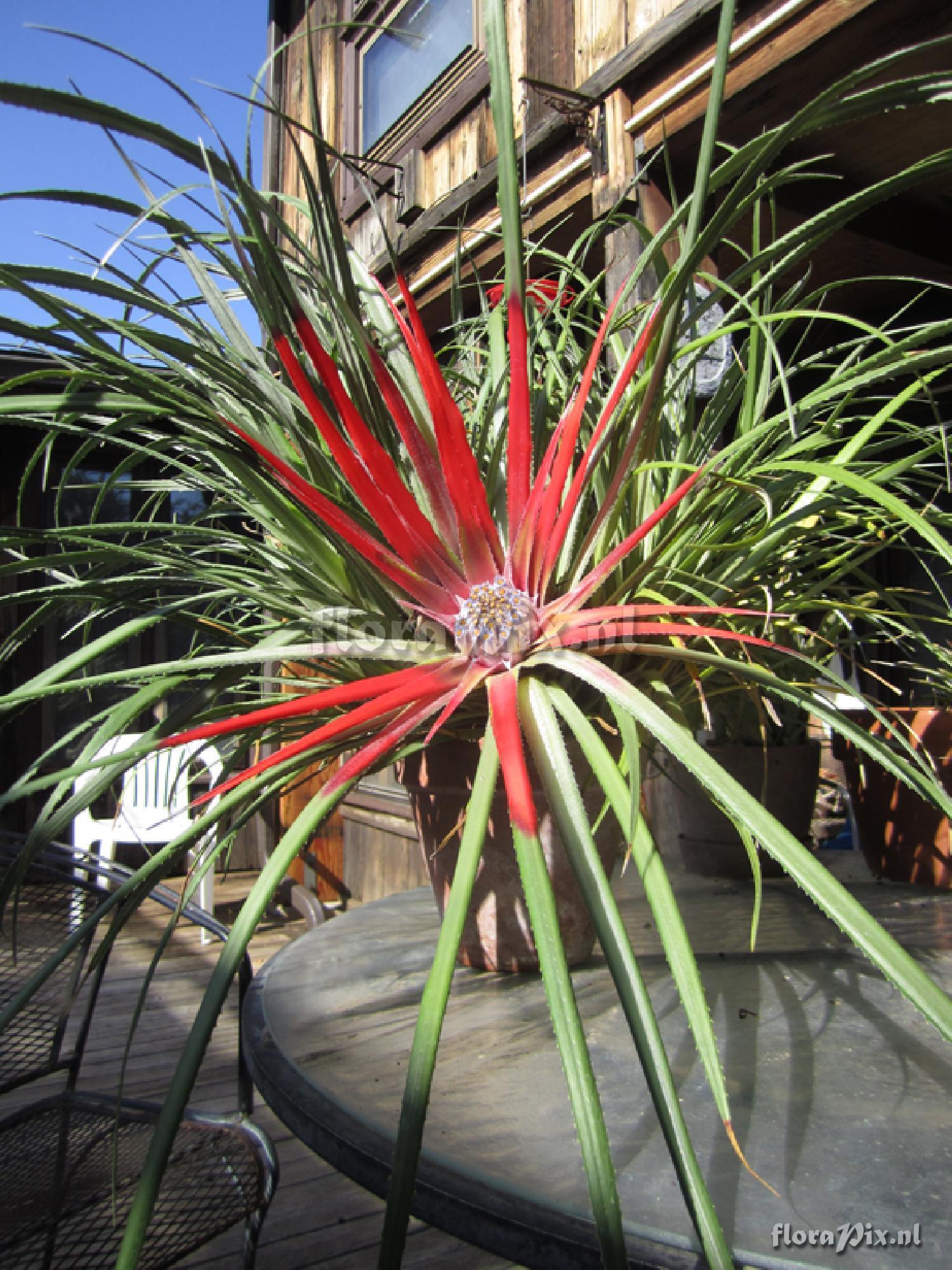 Fascicularia bicolor (greenhouse)