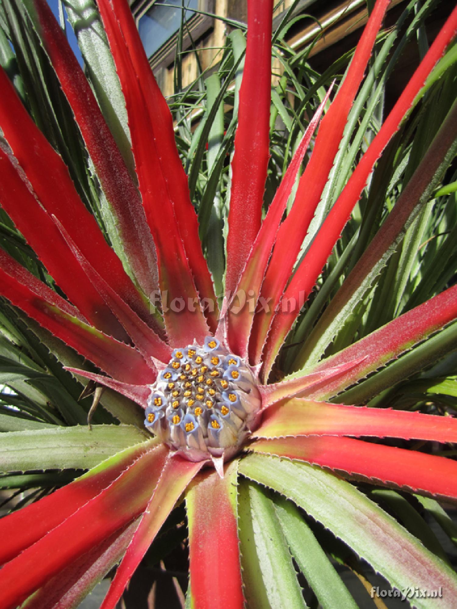 Fascicularia bicolor