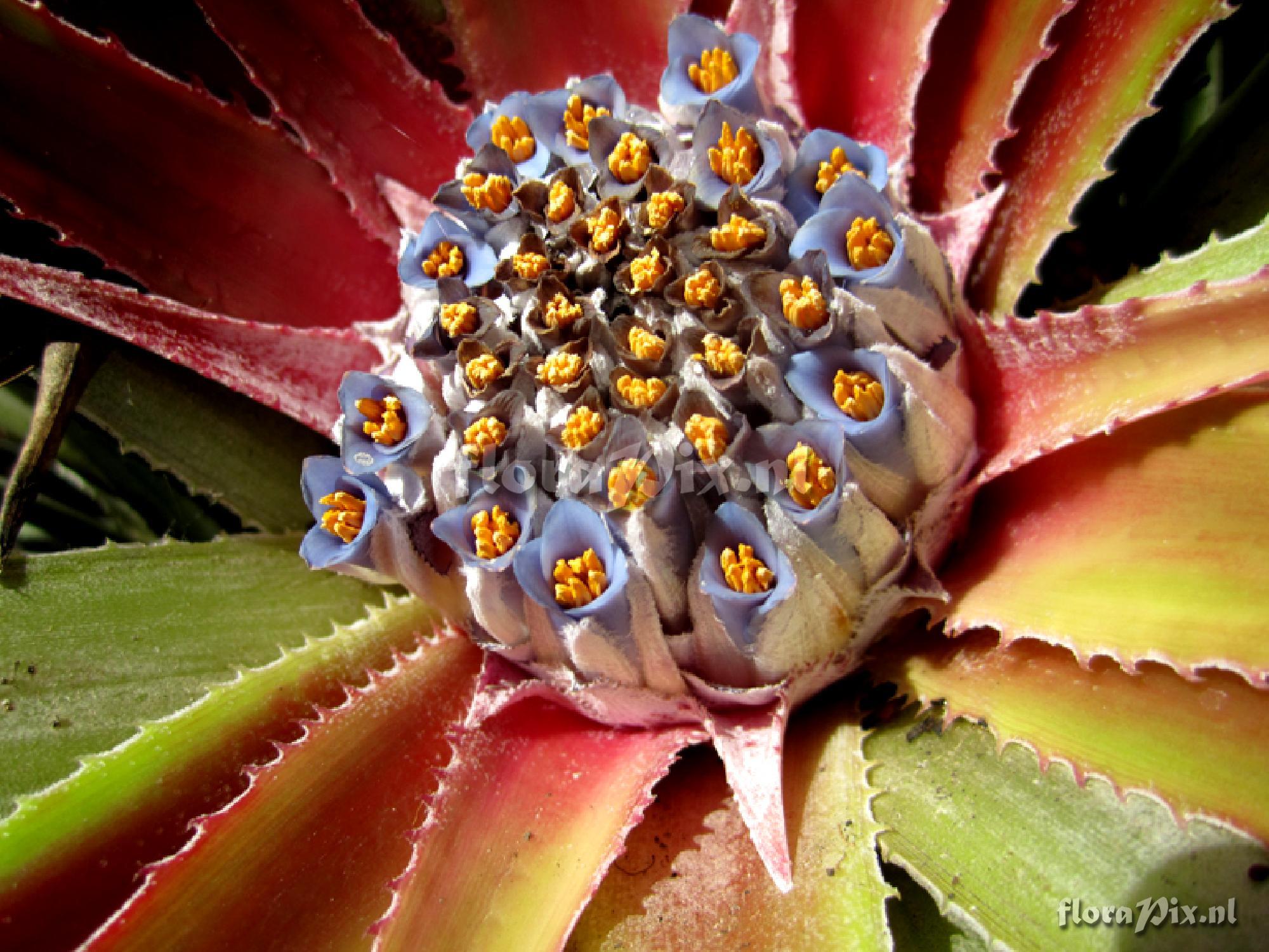 Fascicularia bicolor (greenhouse)