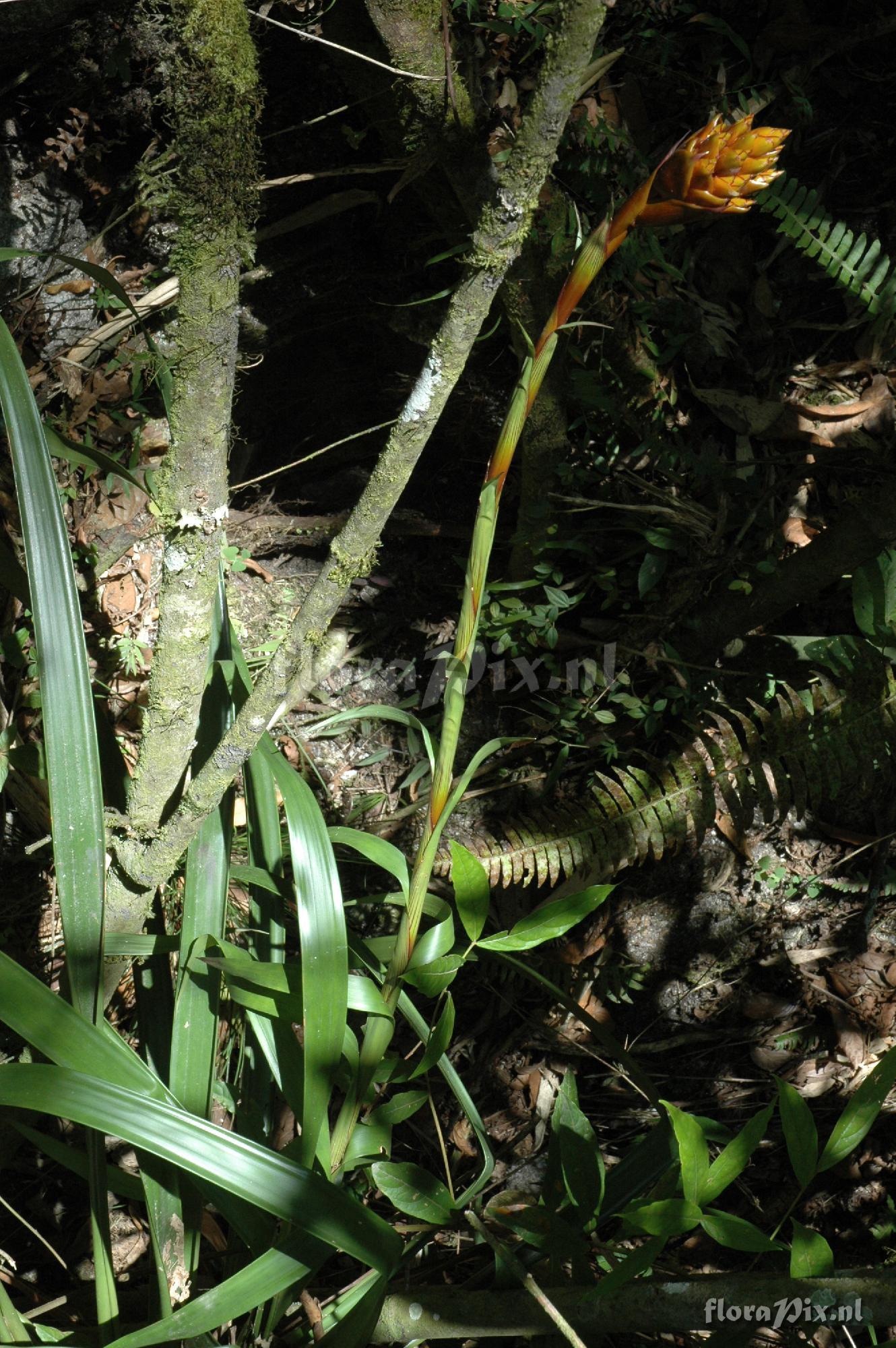 Guzmania inkaterrae  