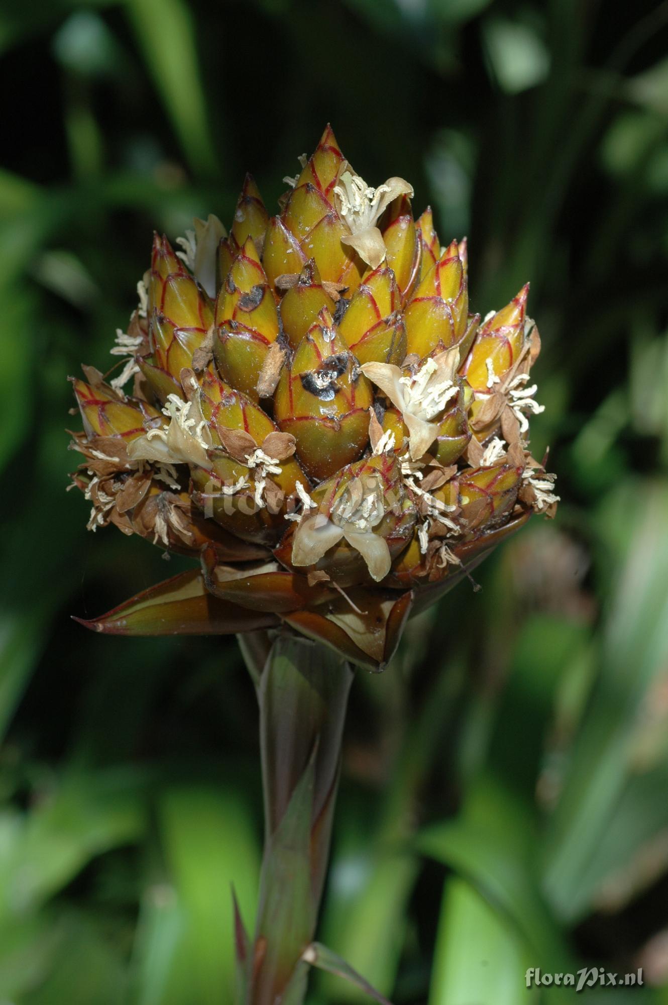 Guzmania inkaterrae  