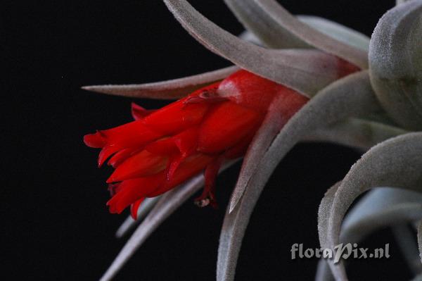 Tillandsia edithae