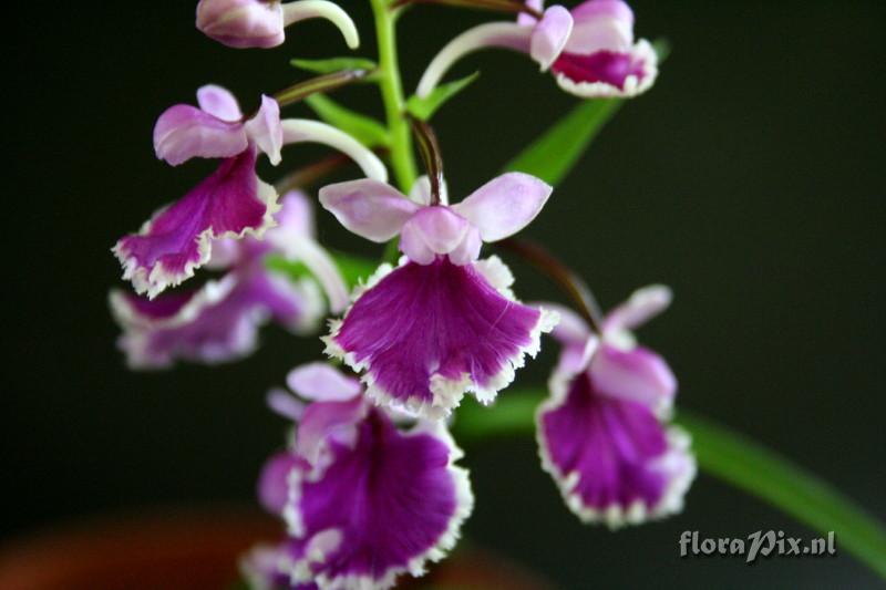 Ponerorchis graminifolia