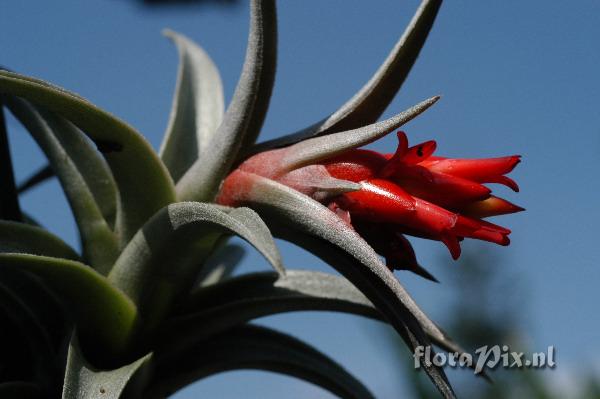 Tillandsia edithae