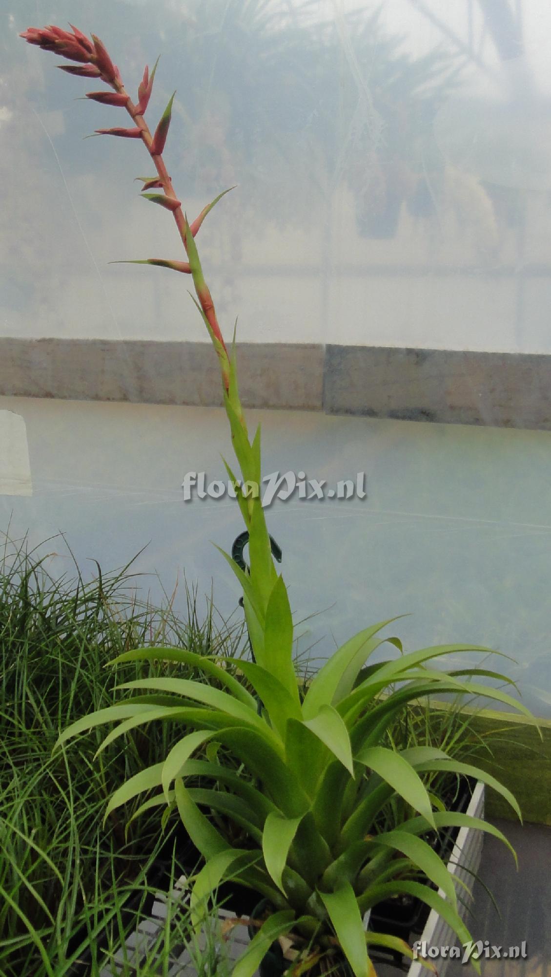 Tillandsia rubella