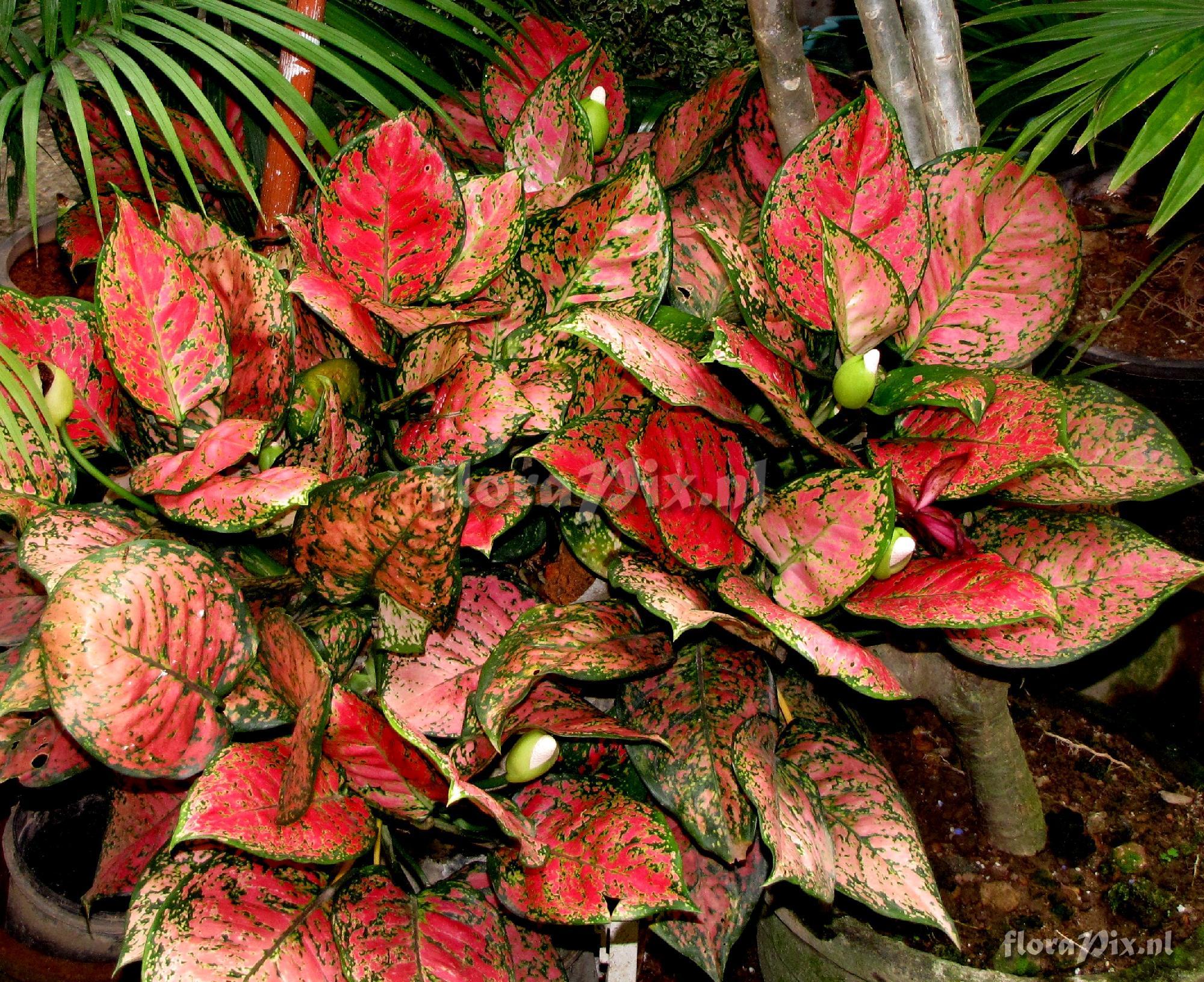 Aglaonema sp.