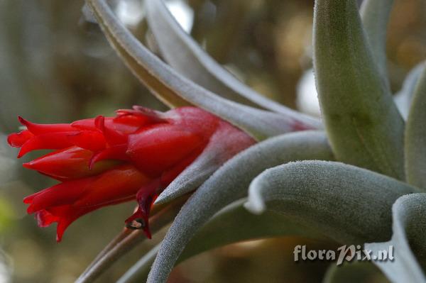 Tillandsia edithae