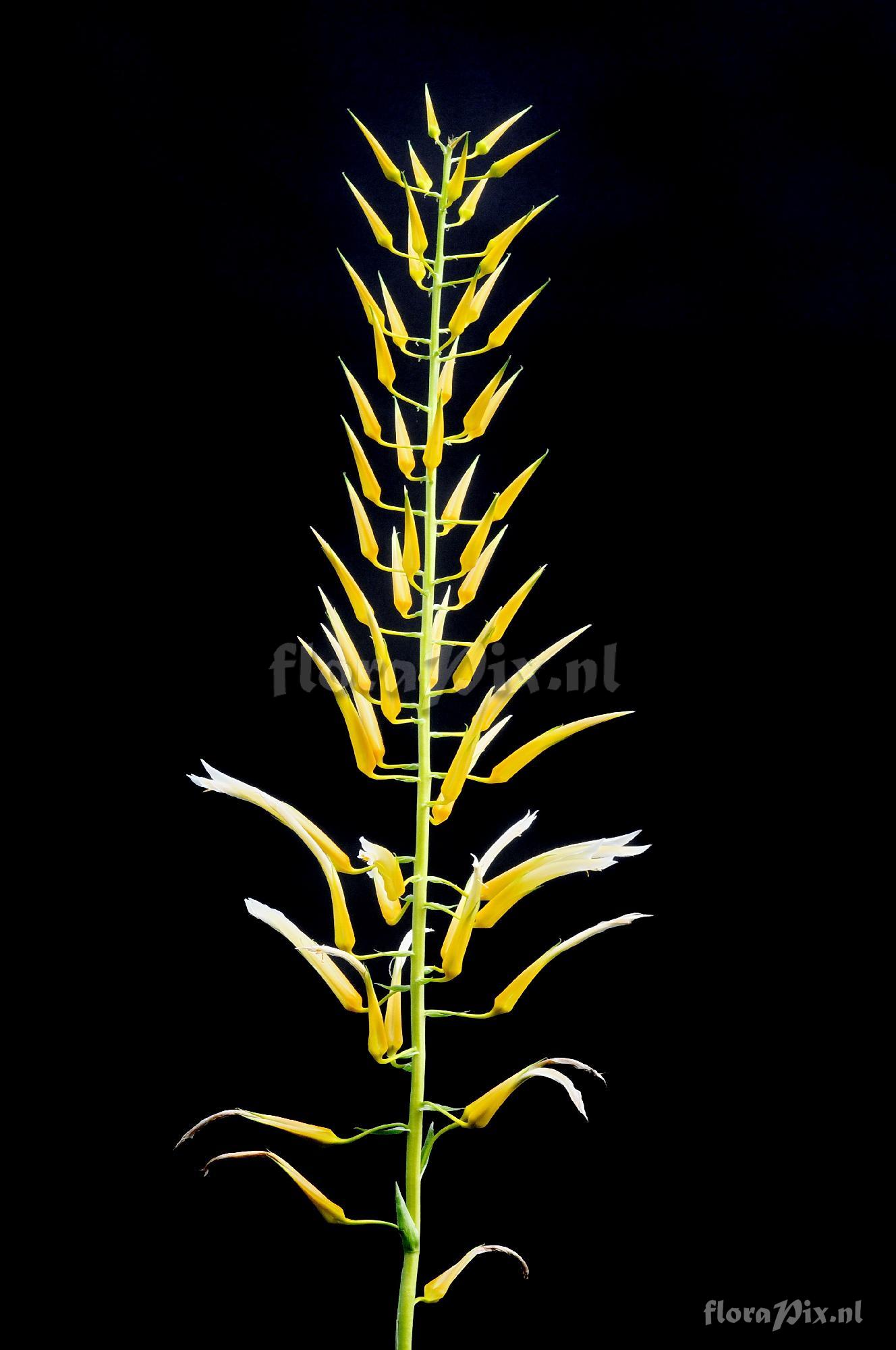 Pitcairnia sp.