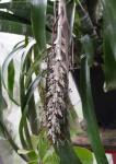 Billbergia magnifica