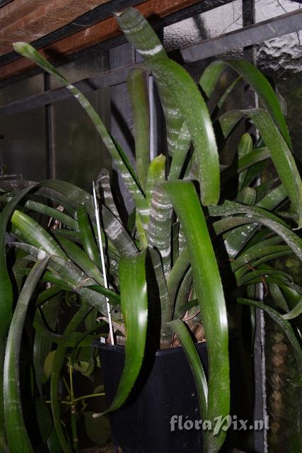 Billbergia magnifica