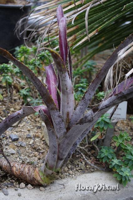 Aechmea tuitensis