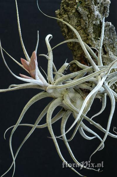 Tillandsia ehlersiana