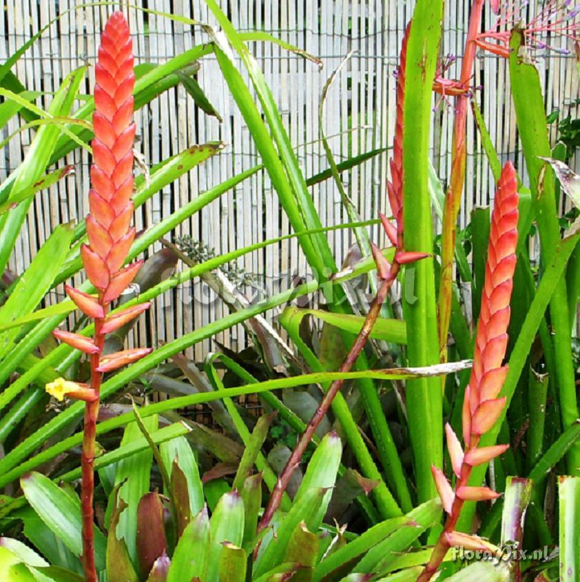 Vriesea psittacina X V. platynema.