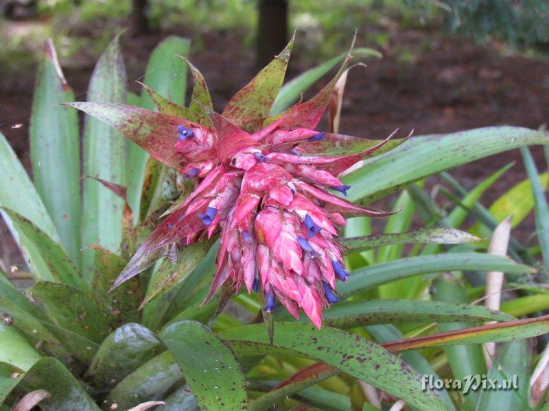 Tillandsia violascens