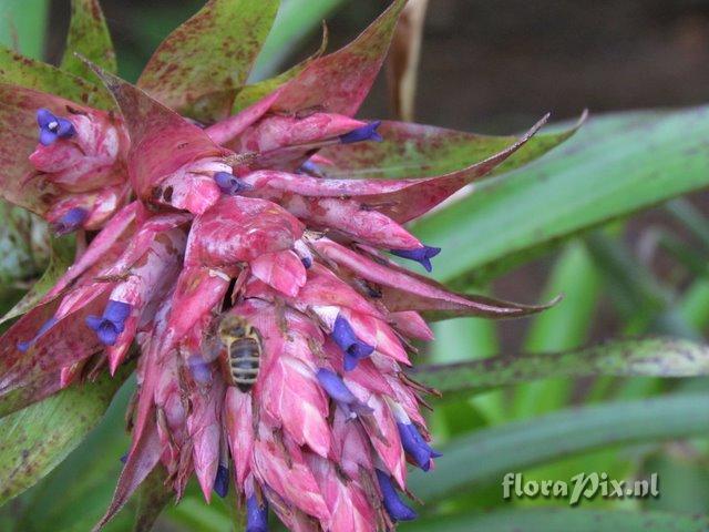 Tillandsia violascens