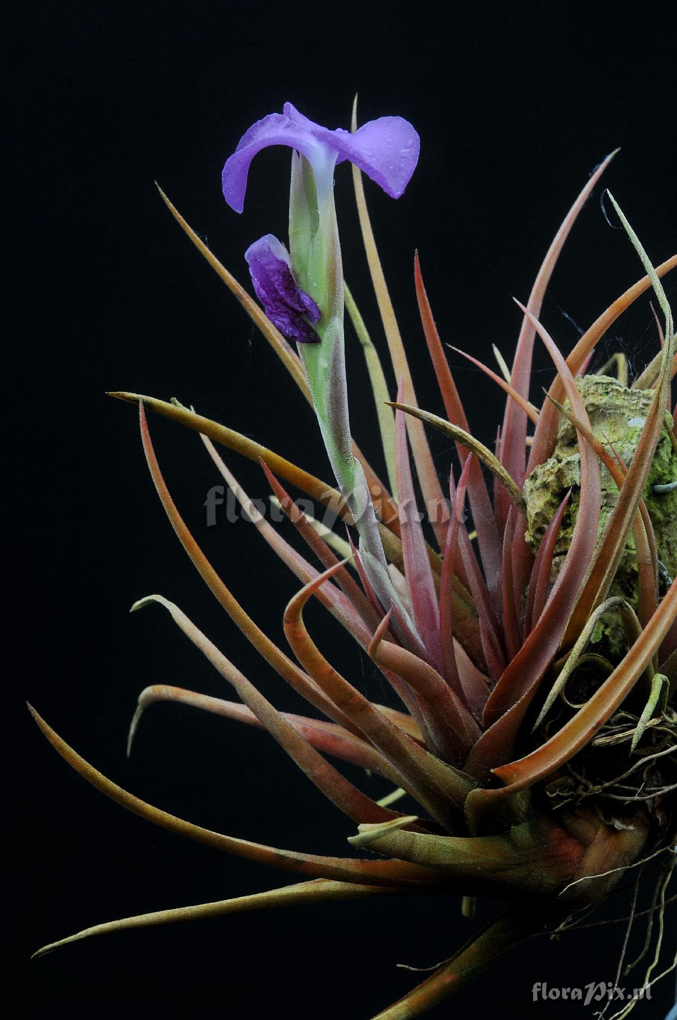 Tillandsia esseriana