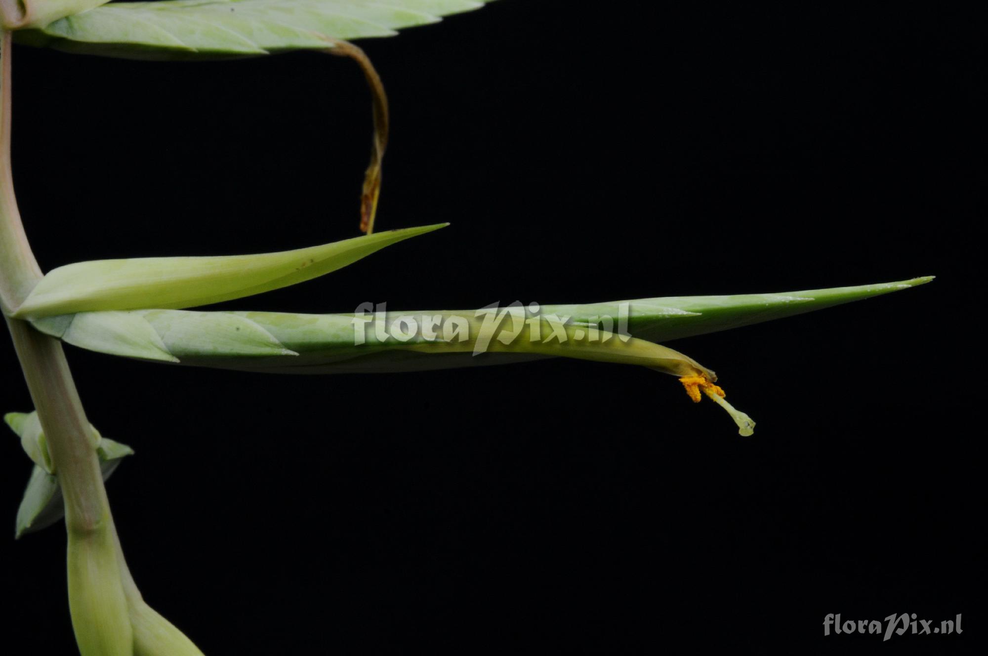 Tillandsia hromadnikiana