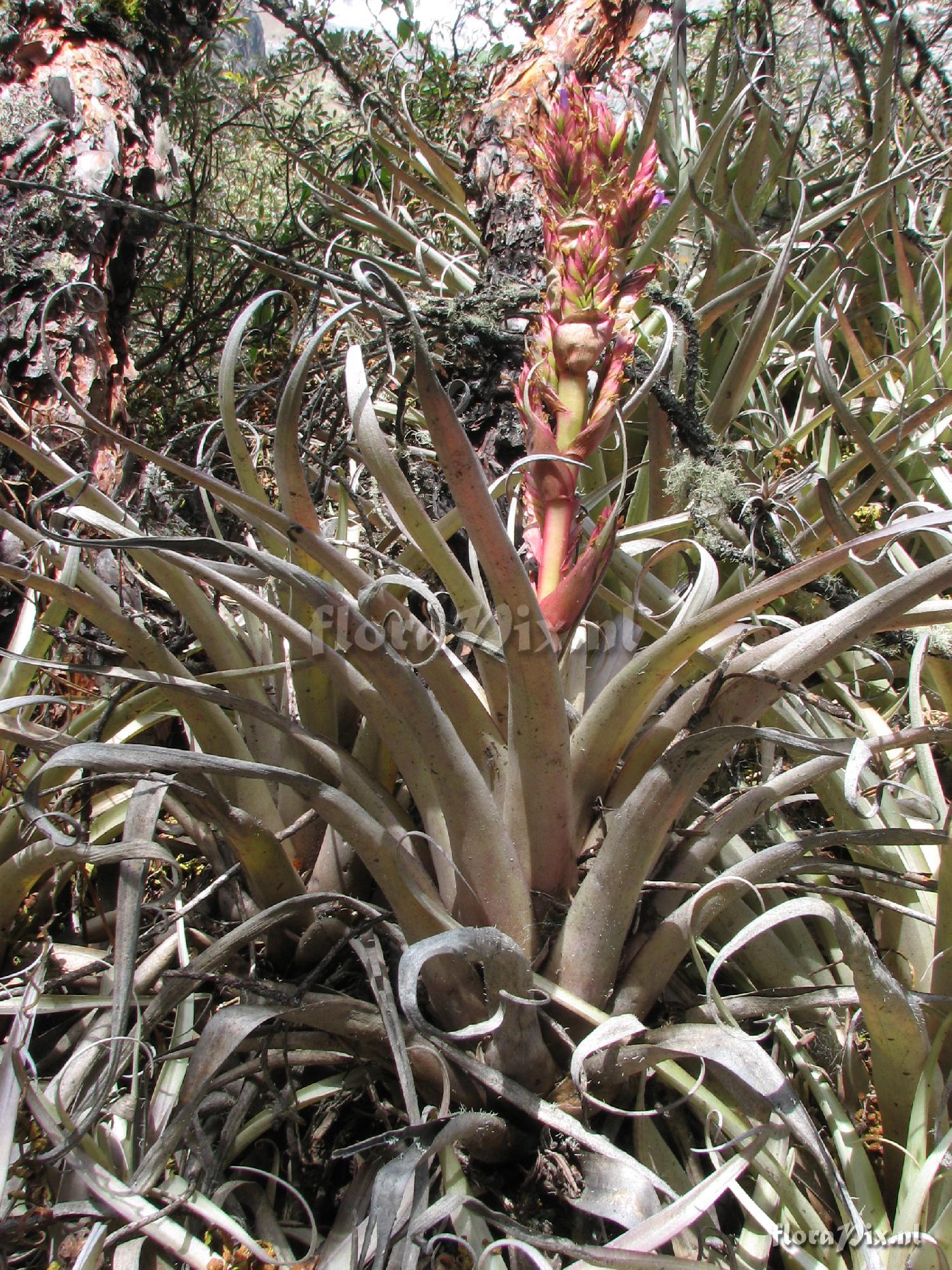 Tillandsia oroyensis