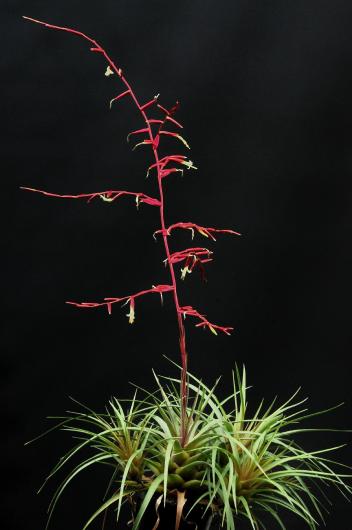Vriesea corcovadensis