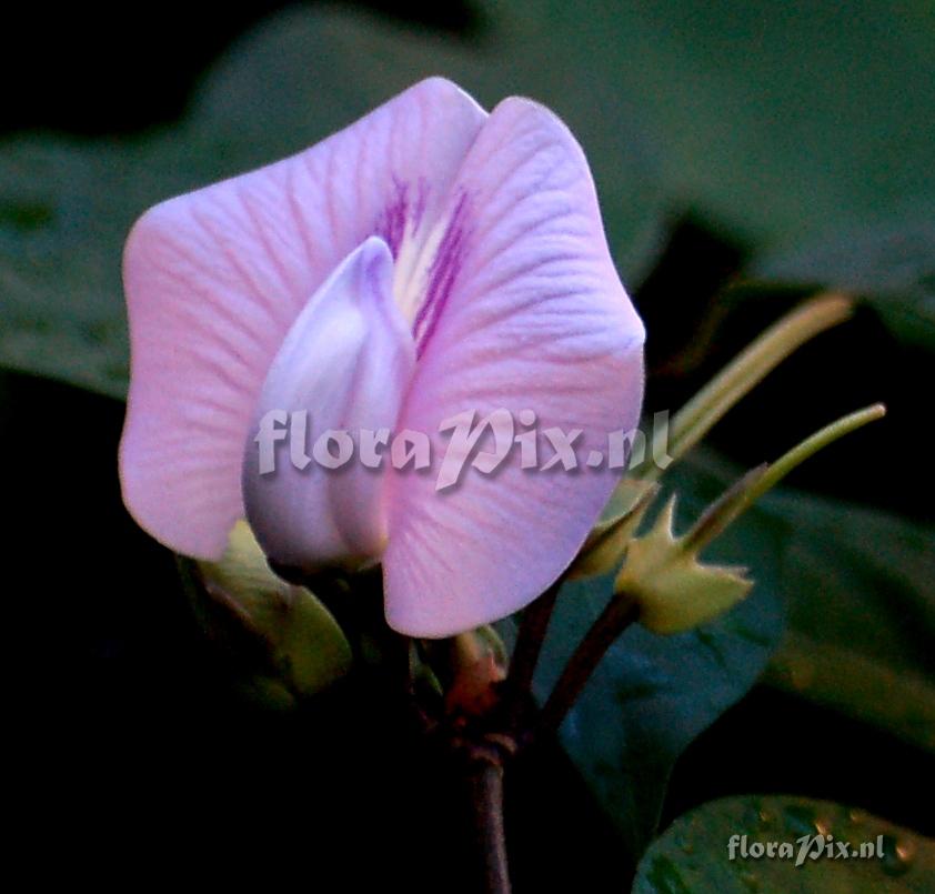 Clitoria sp. Leguminosae