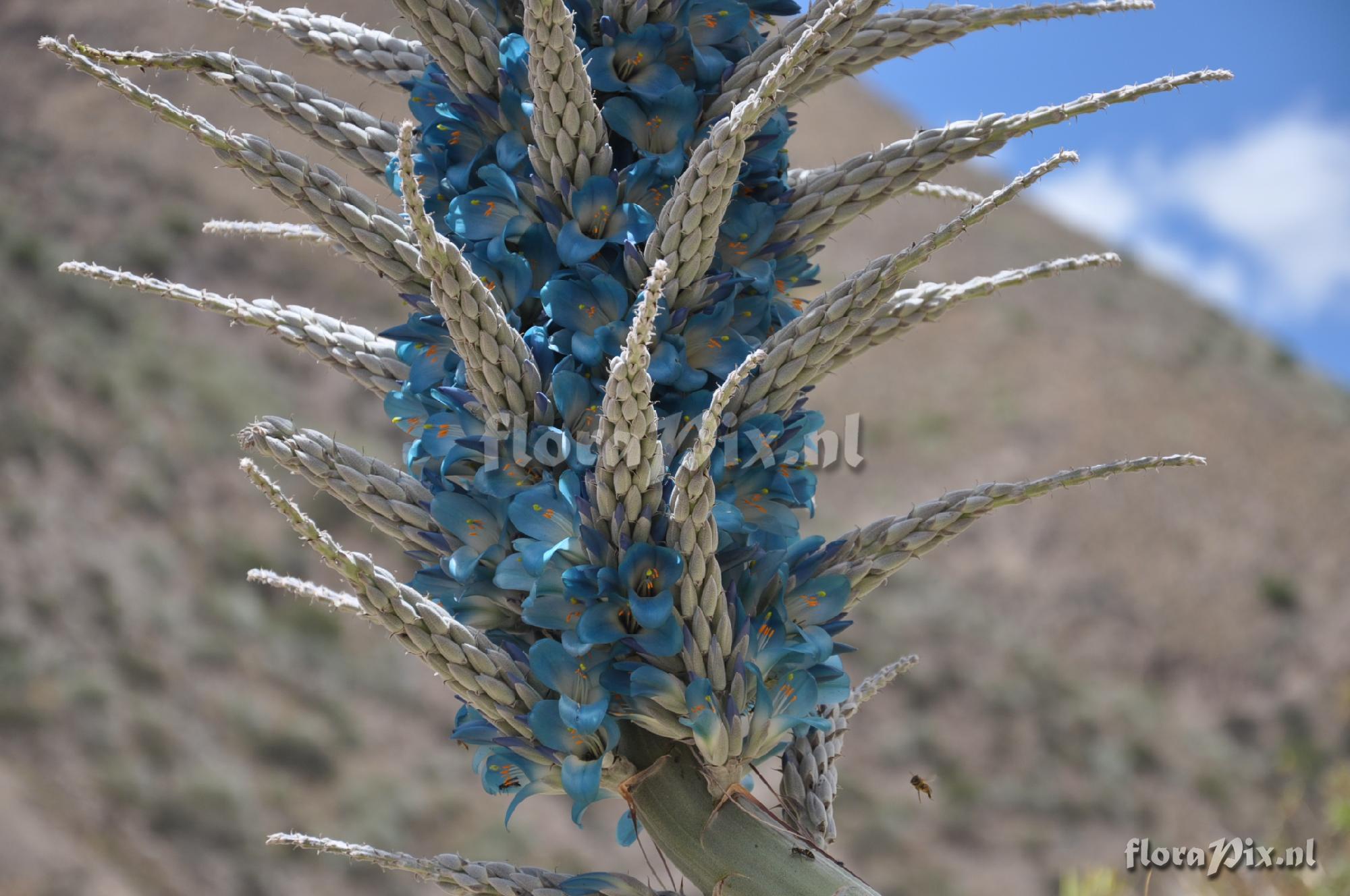 Puya weddelliana