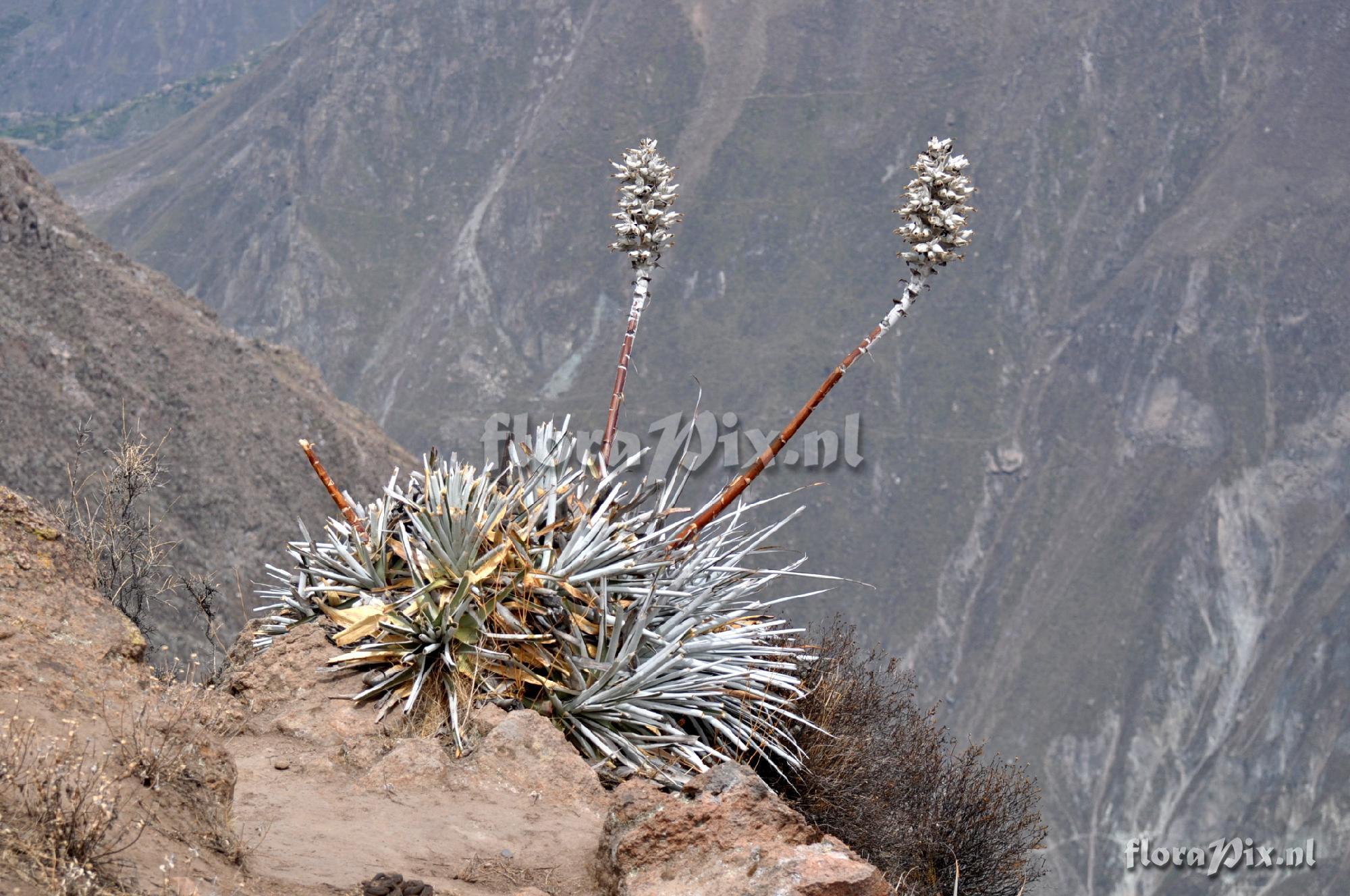 Puya spec. Colca Canyon