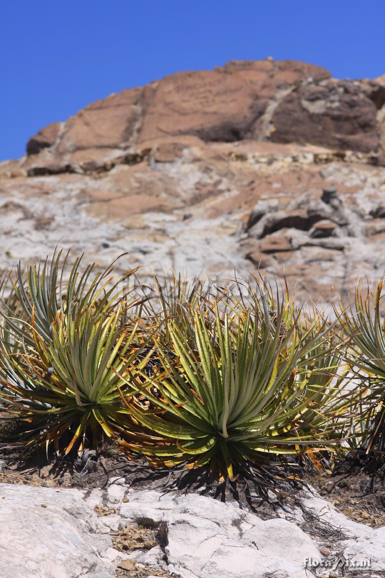 Puya spec.