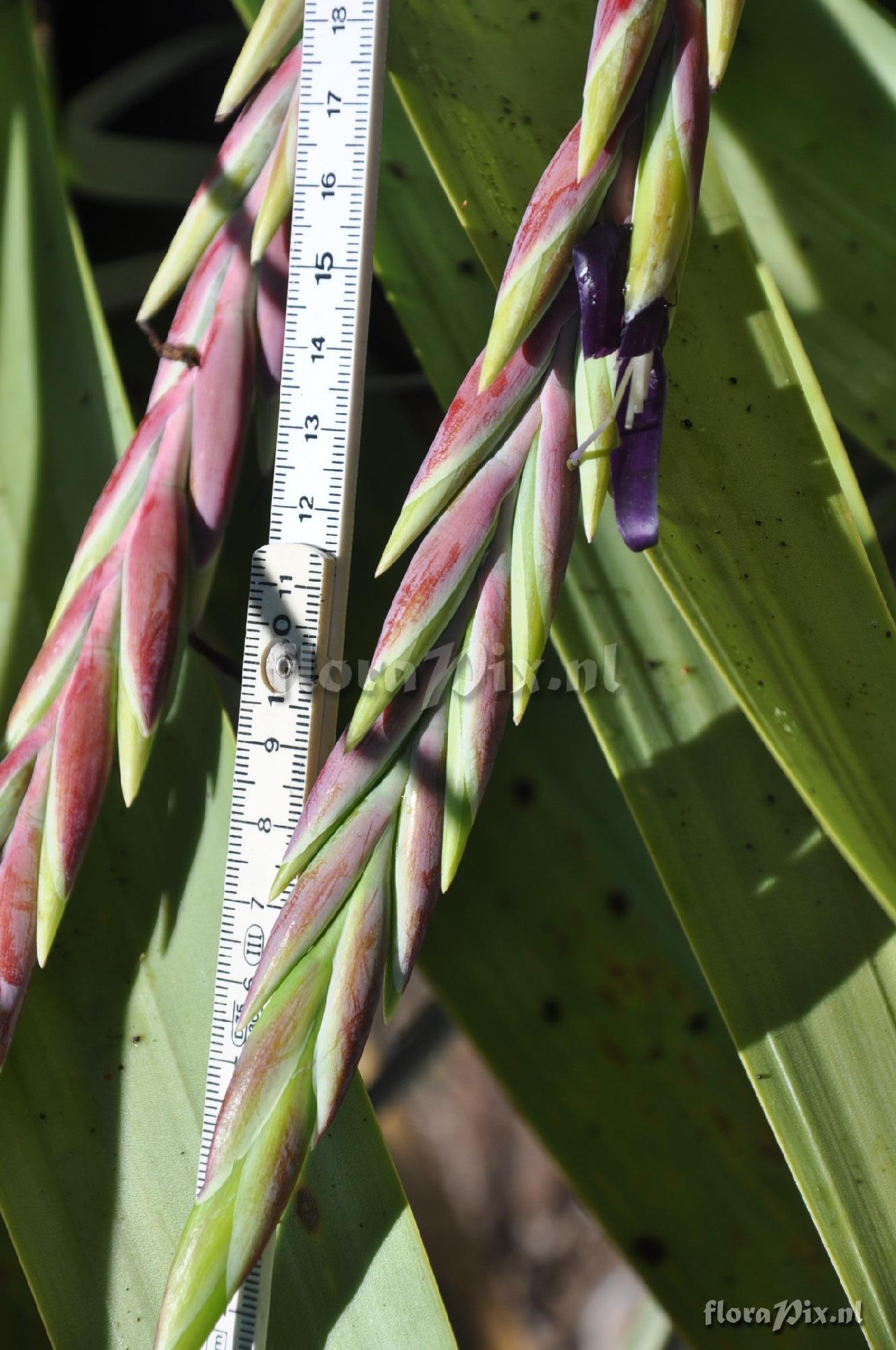 Tillandsia ferreyrae