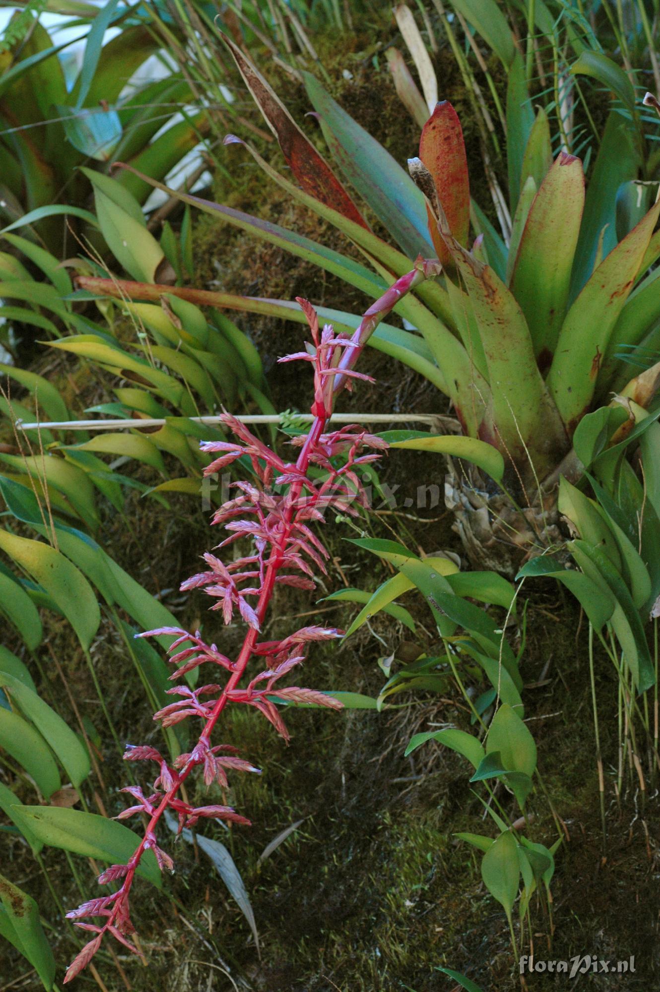 Tillandsia machupicchuensis