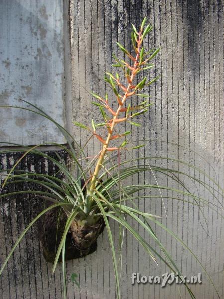 Tillandsia calothyrsus