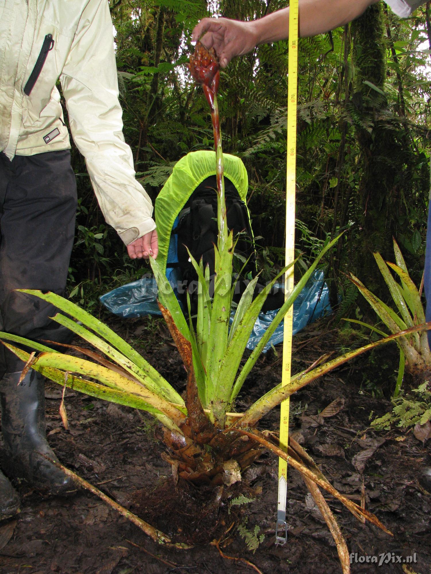 Guzmania inkaterrae