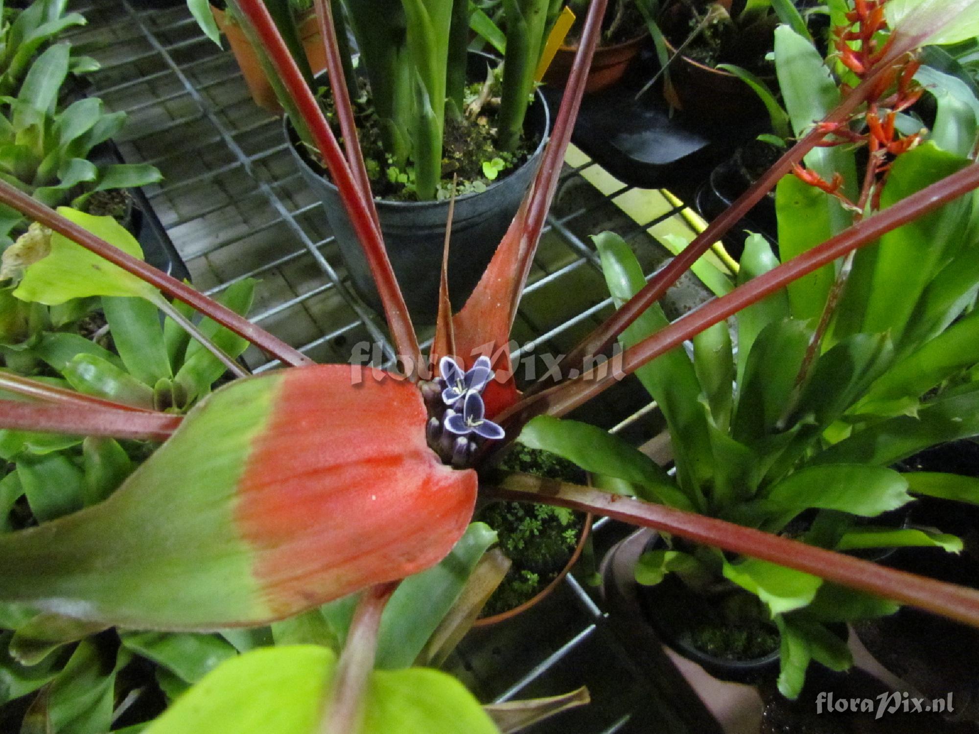 Bromelia scarlatina