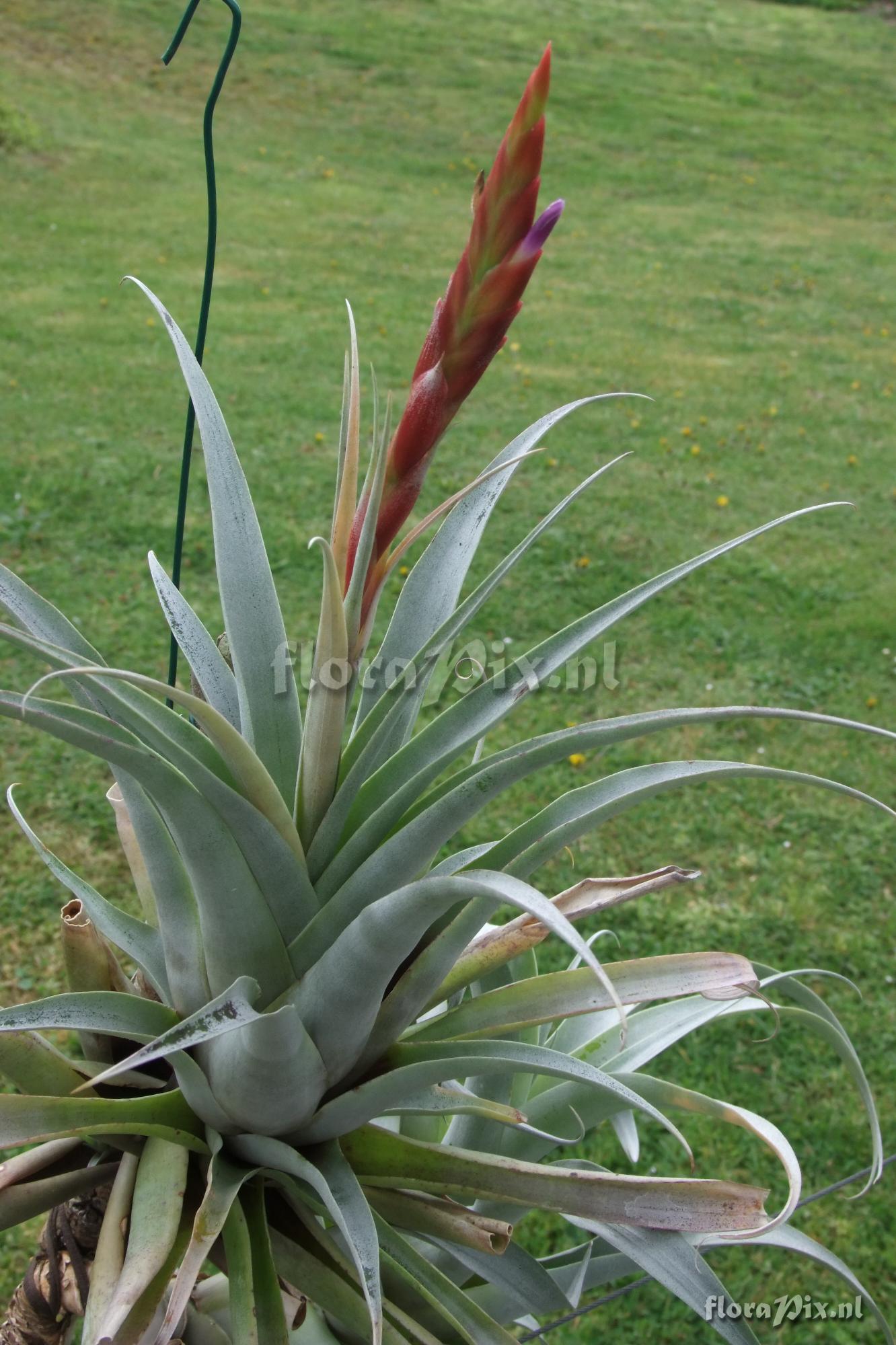 Tillandsia kauffmannii