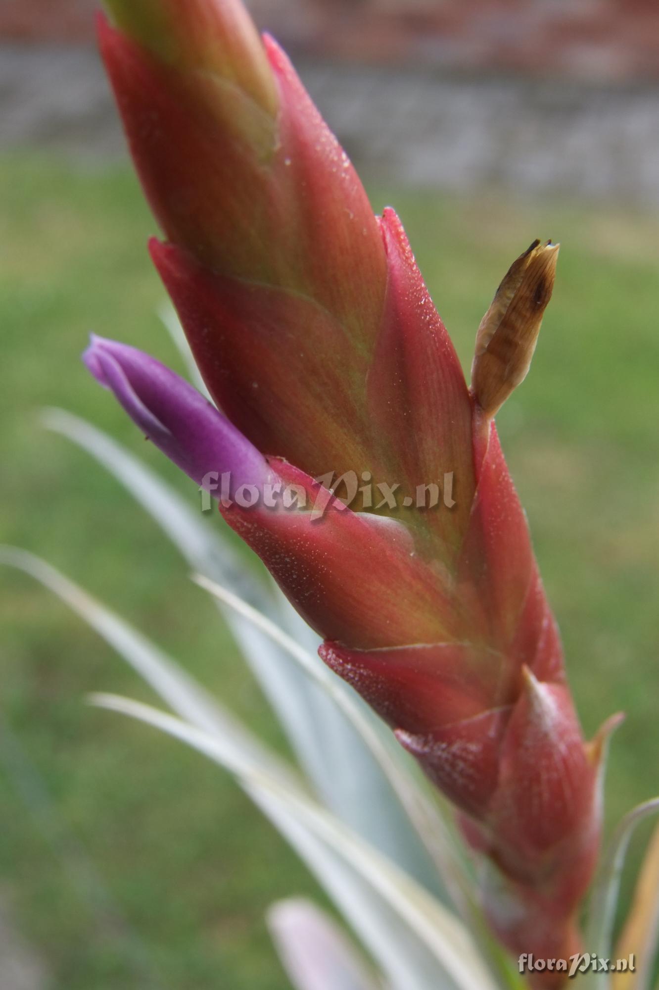 Tillandsia kauffmannii