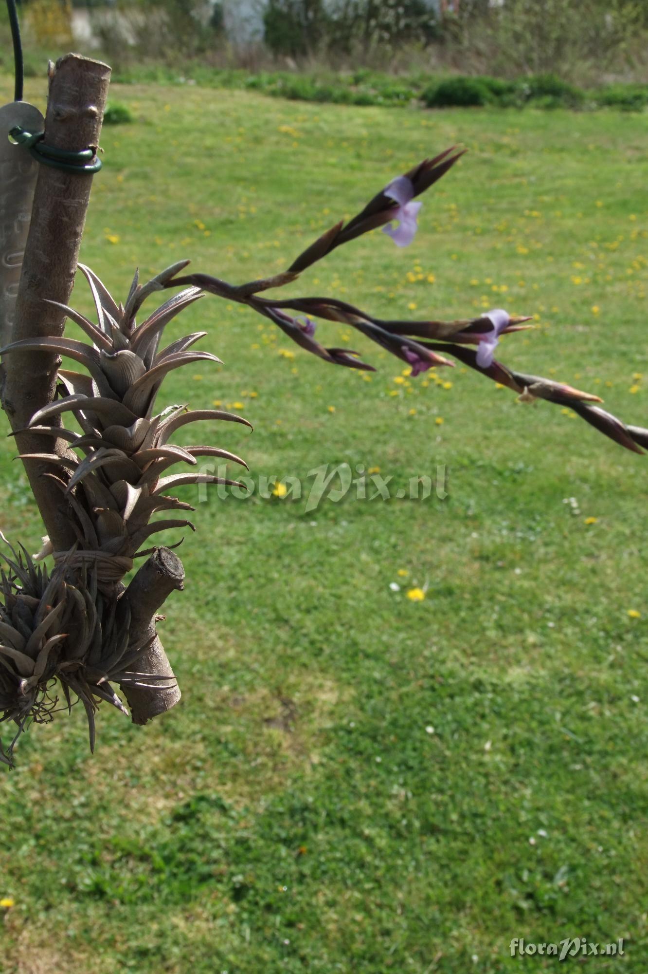 Tillandsia peiranoi (BOE00280)