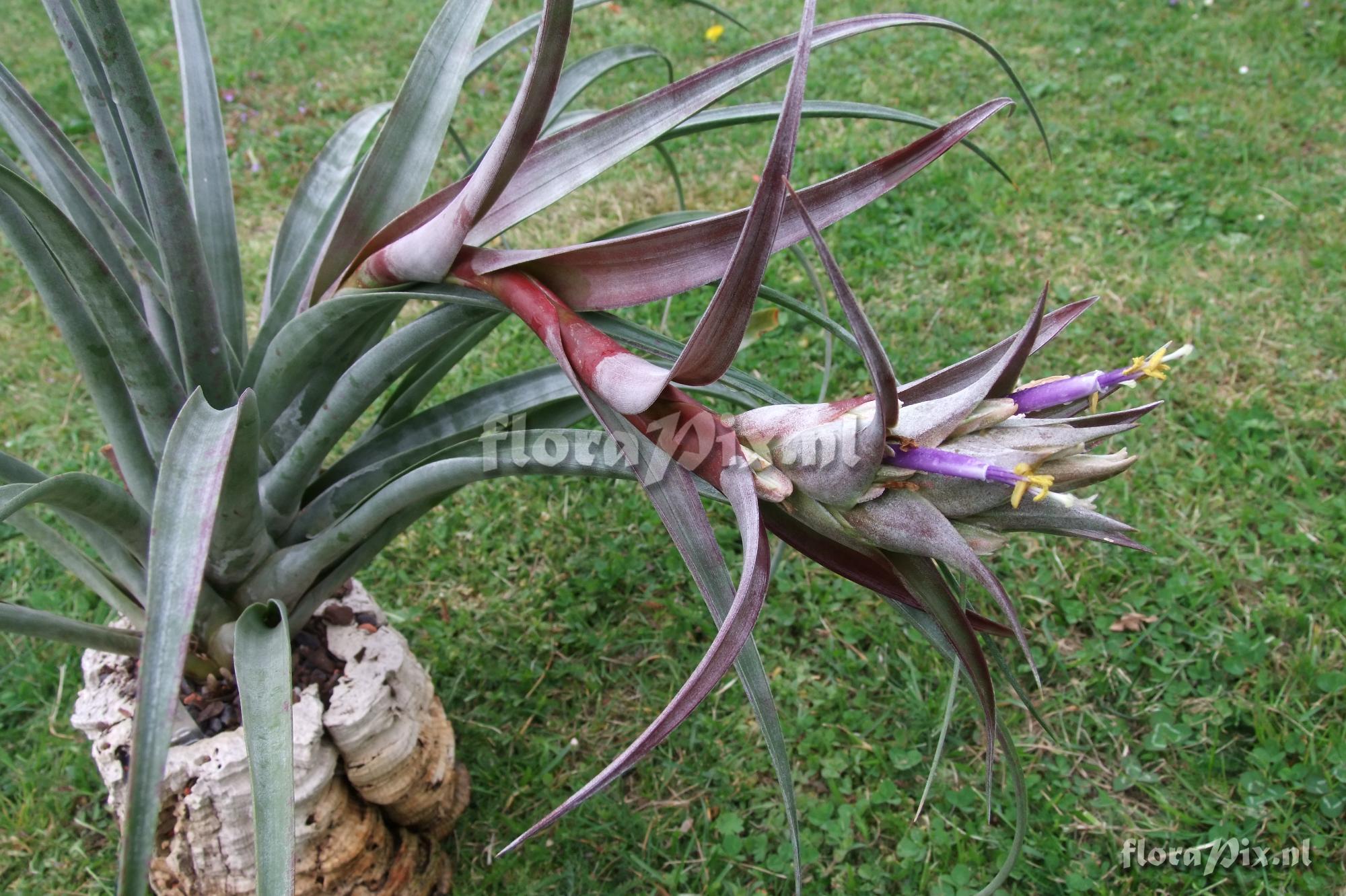 Tillandsia sp. Mexico