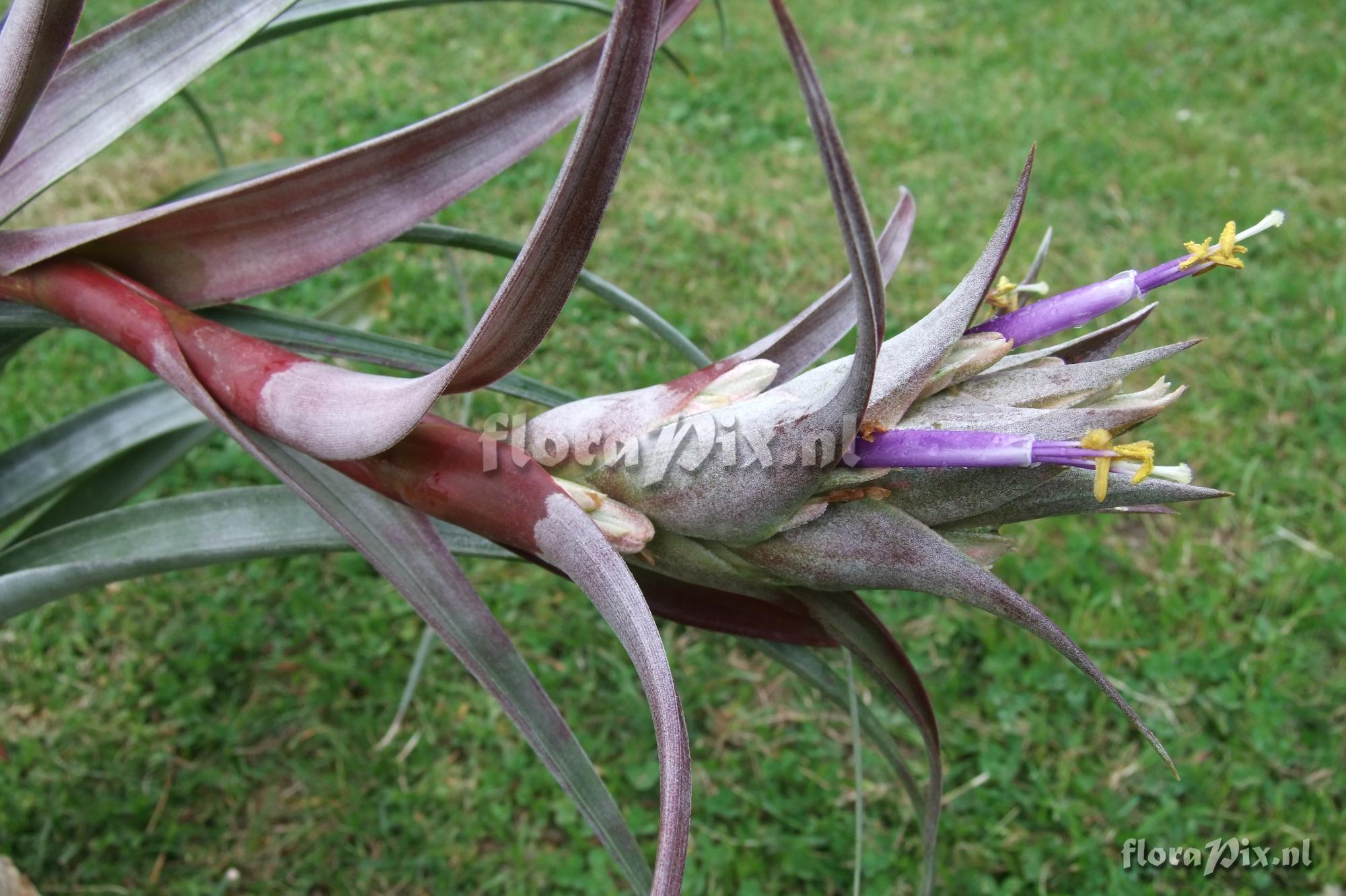 Tillandsia sp. Mexico