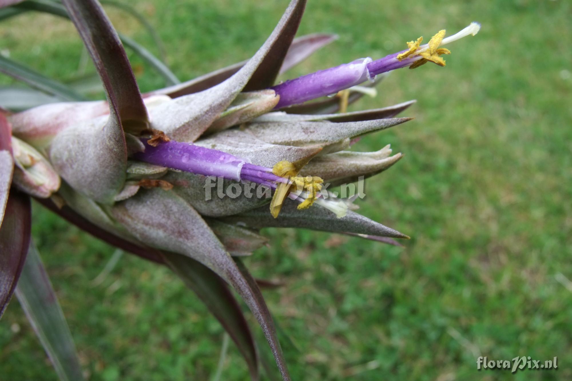 Tillandsia sp. Mexico