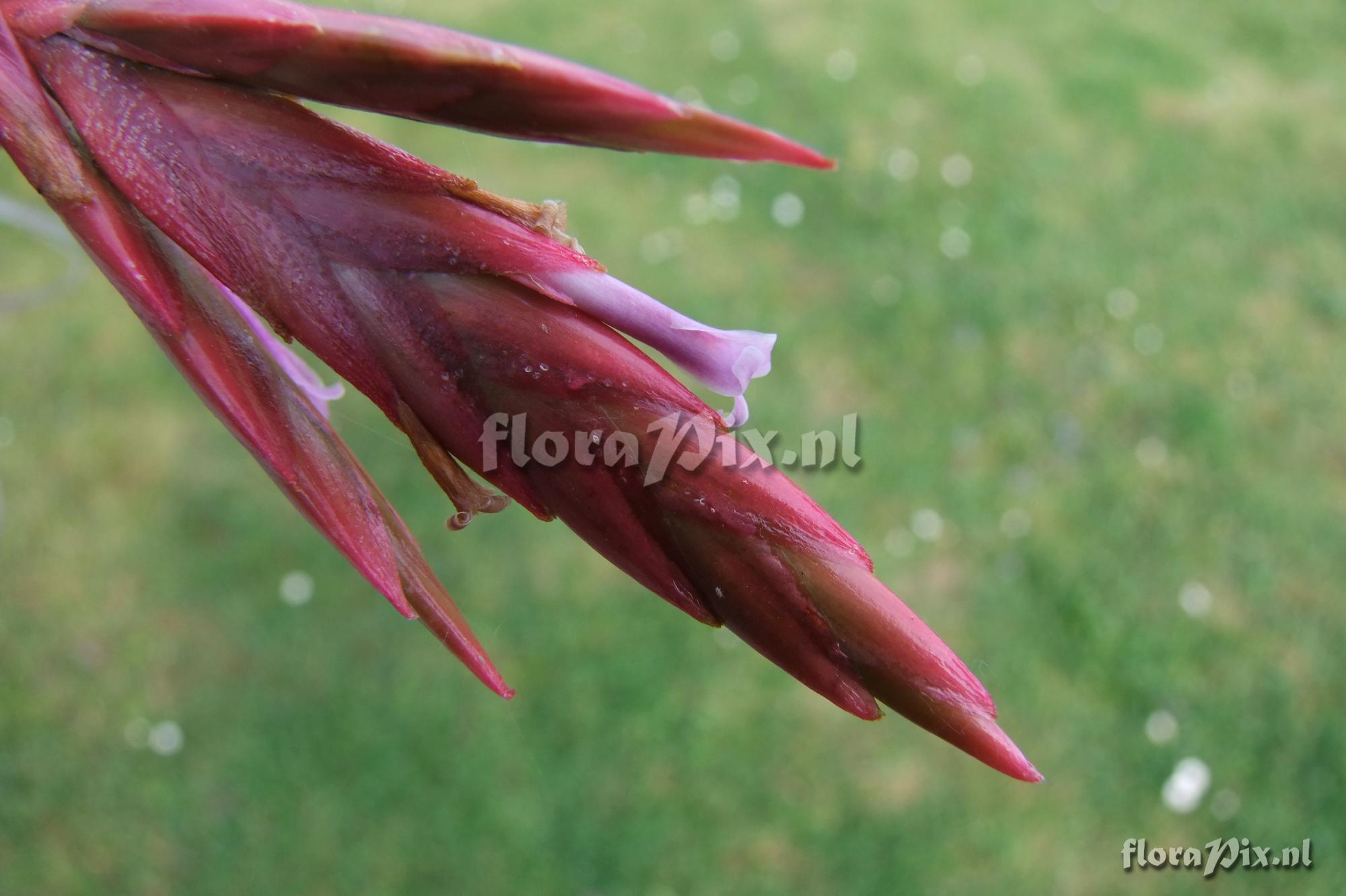 Tillandsia krahnii x T. latifolia