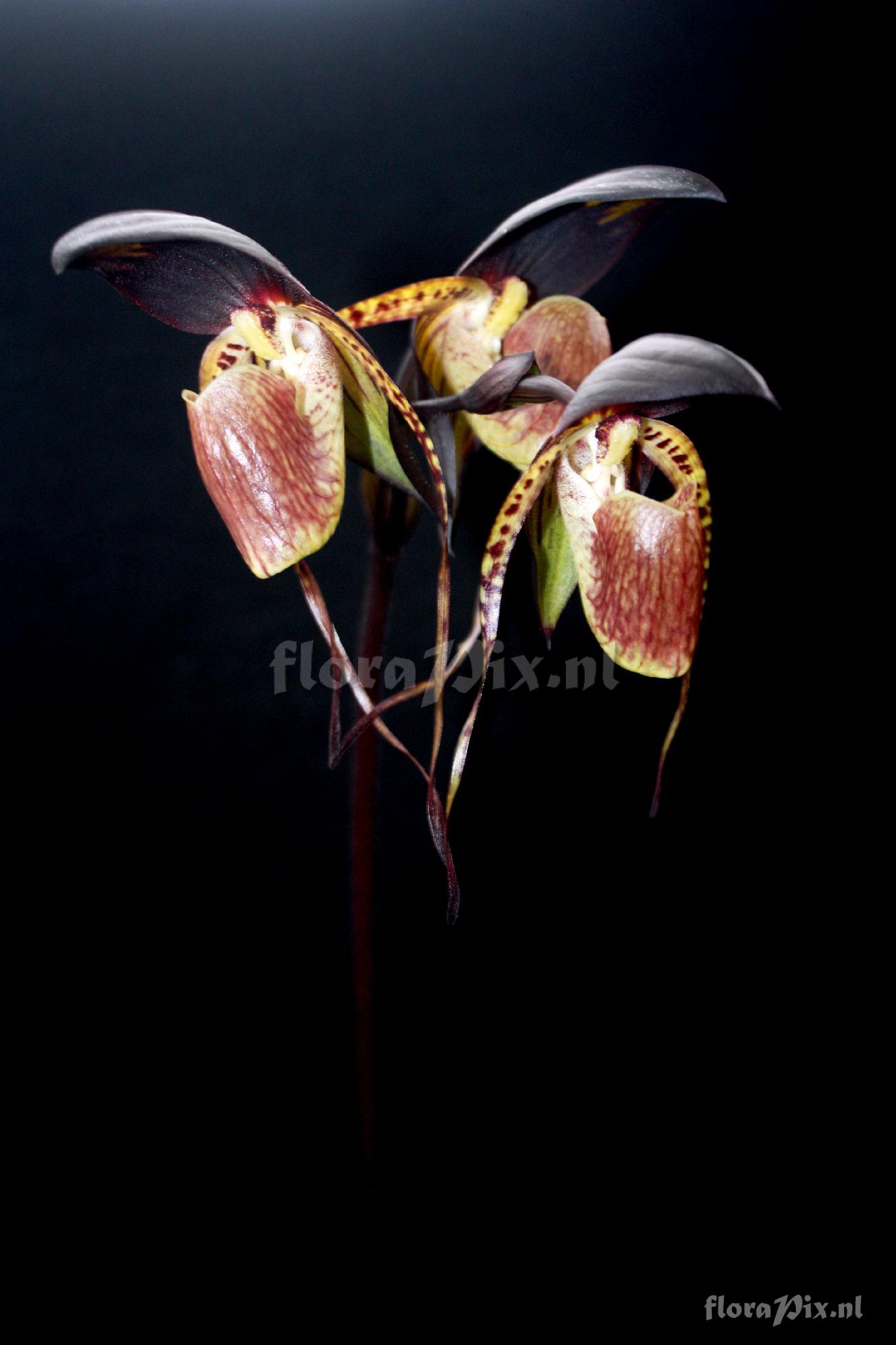 Paphiopedilum adductum var. anitum Golamco