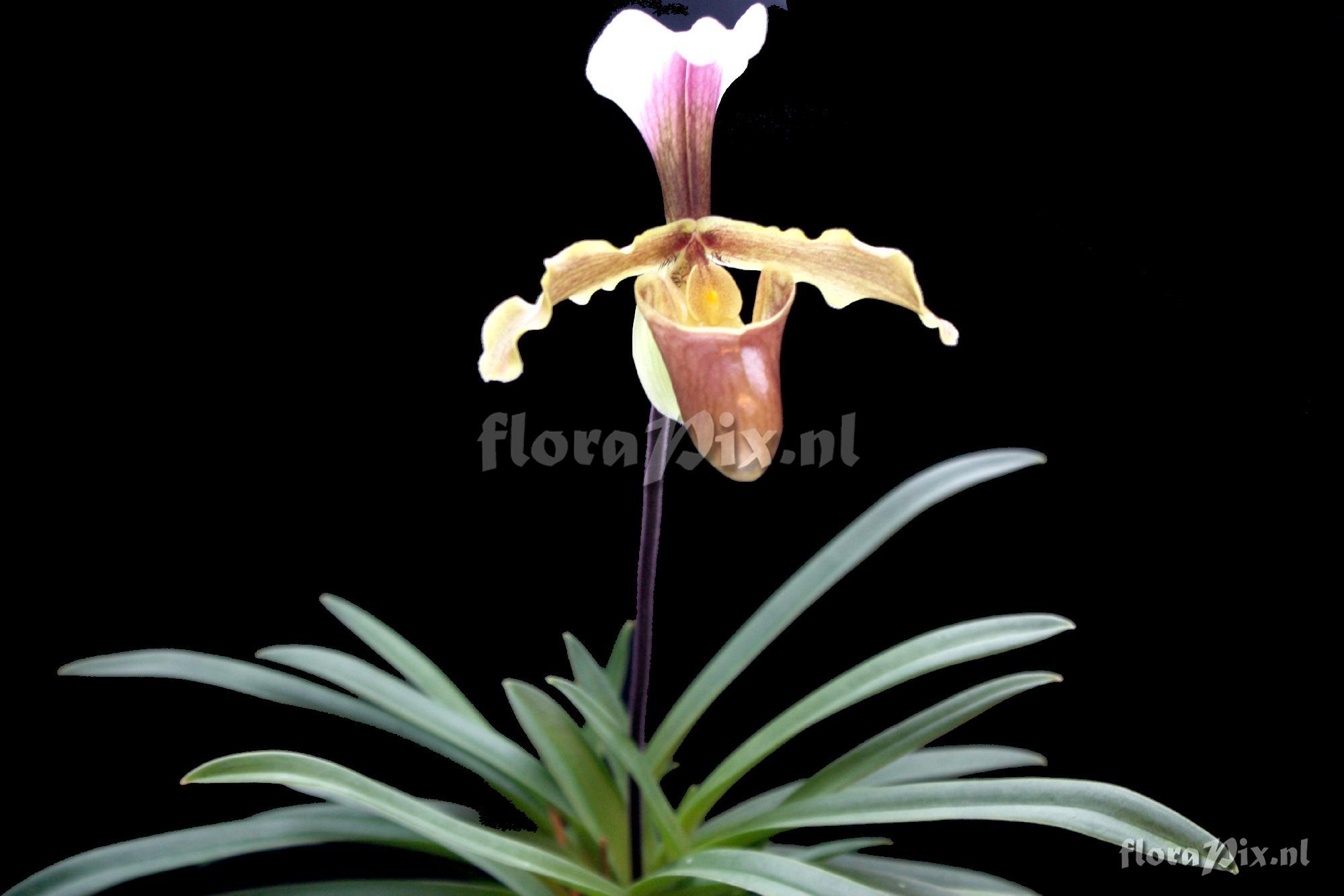 Paphiopedilum coccineum Perner & Herrmann