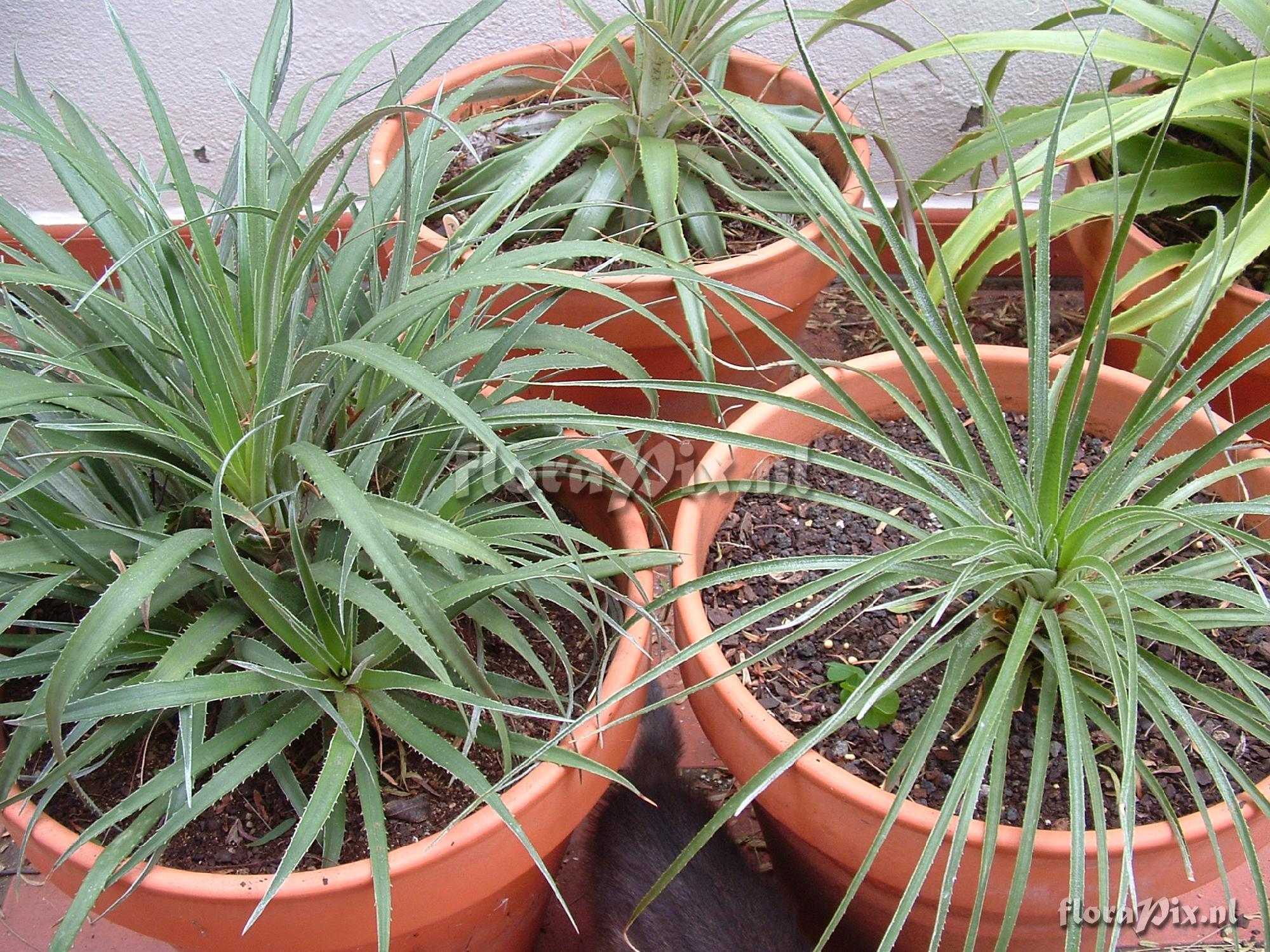 Fascicularia bicolor ? 